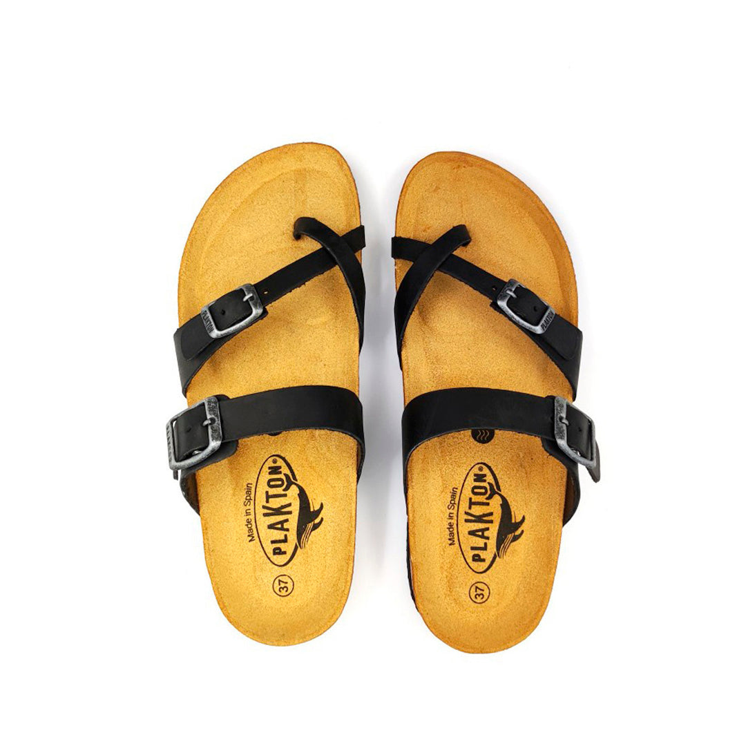 CP Bombay 341032 Plakton Latam